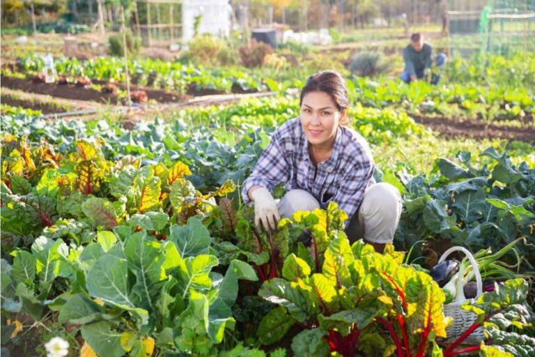 Gardeners Shocked After Their Homegrown Vegetables Begin Disappearing Overnight