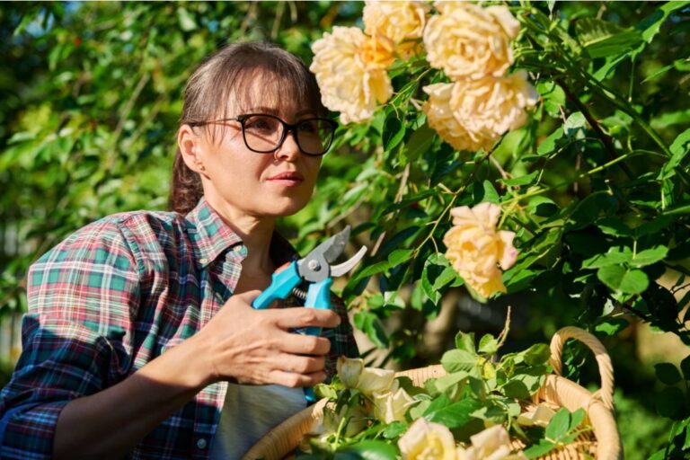 Homeowner Says Her Sister Offered to Trim the Roses While She Was on Bed Rest, Then Cut Every Bush Down to the Root by Mistake