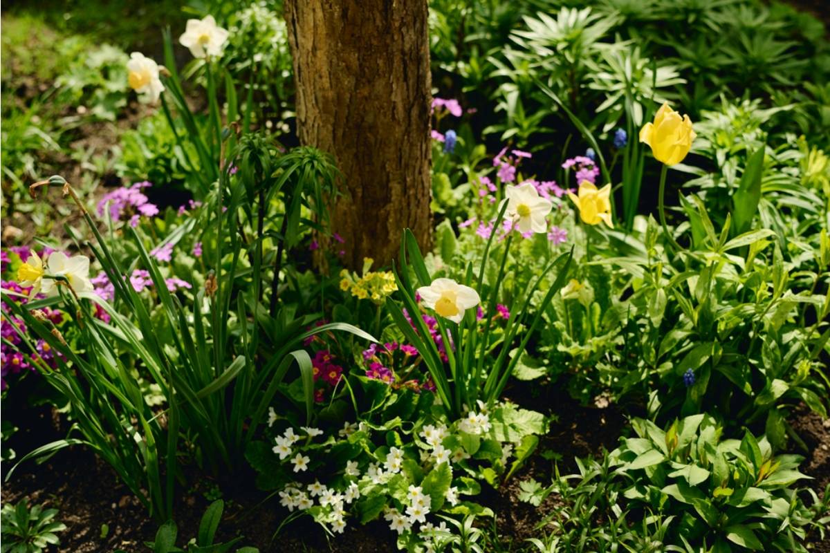 A Man Spent Twenty Years Building a Garden Around a Tree His Father Planted the Day He Was Born, Then a Survey Showed the Tree Was Never on His Property