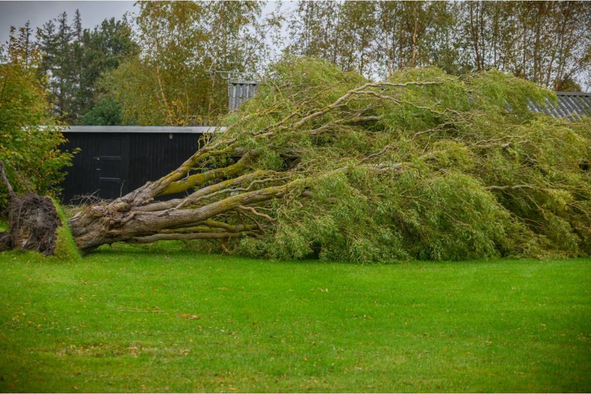 He Spent Thirty Years Refusing to Trim a Single Branch of His Wife's Favorite Tree, Then a Storm Made the Choice for Him Overnight