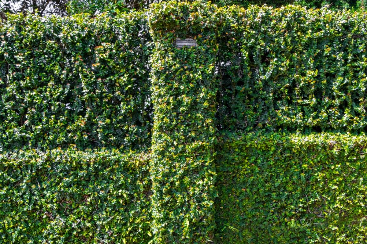 Homeowner Says Her New Neighbor Wanted a Privacy Hedge Along Their Shared Fence, Then Refused to Pay a Cent While Already Using Her Yard for a Cypress Tree