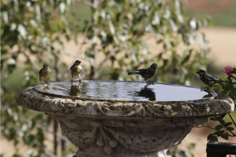 She Refused to Let Anyone Replace the Cracked Birdbath in Her Garden for Fifteen Years, Until Her Grandson Finally Learned Where It Came From