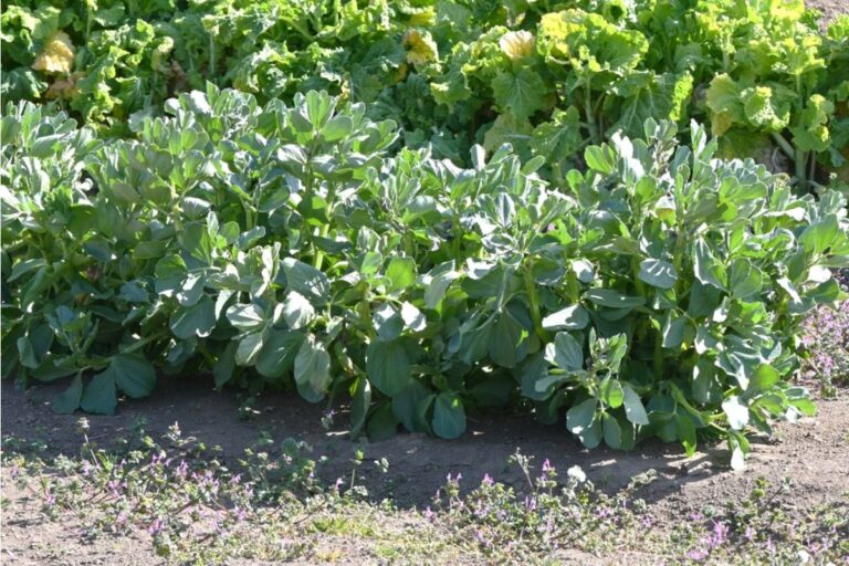 A Man Spent Forty Years Keeping His Late Brother's Vegetable Patch Exactly as He'd Left It, Then a New Zoning Map Put It on the Wrong Side of the Property Line