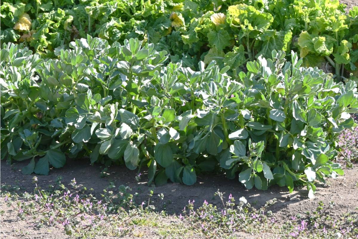 A Man Spent Forty Years Keeping His Late Brother's Vegetable Patch Exactly as He'd Left It, Then a New Zoning Map Put It on the Wrong Side of the Property Line