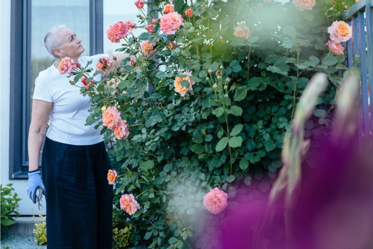 Nobody Understood Why Their Grandmother Insisted on Growing the Same Ugly Rose Bush for Fifty Years, Until They Found Out Who Gave It to Her