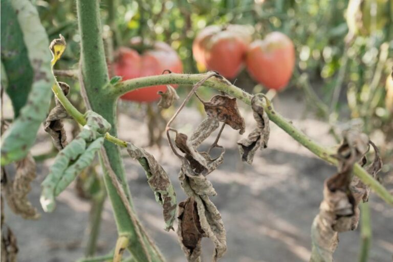 A Woman Discovered the Reason Her Tomatoes Always Failed Wasn't the Soil, It Was Something Her Neighbor Had Been Doing for Years