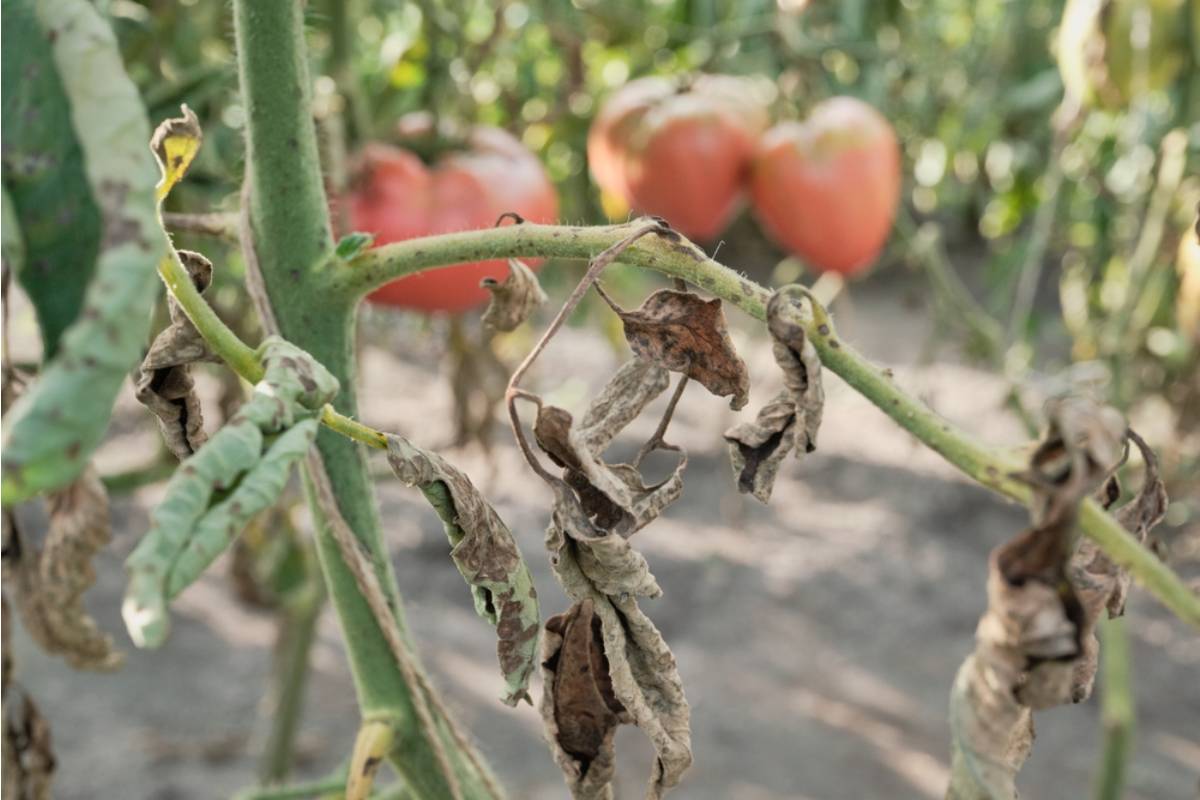 A Woman Discovered the Reason Her Tomatoes Always Failed Wasn't the Soil, It Was Something Her Neighbor Had Been Doing for Years