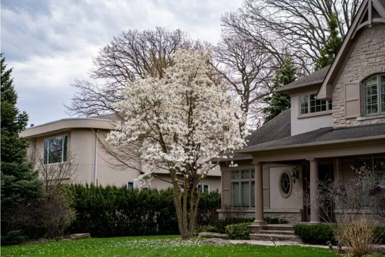 A Man Refused to Sell His House for Twenty Years Because of a Single Tree in the Backyard, Then Finally Explained Why to His Kids