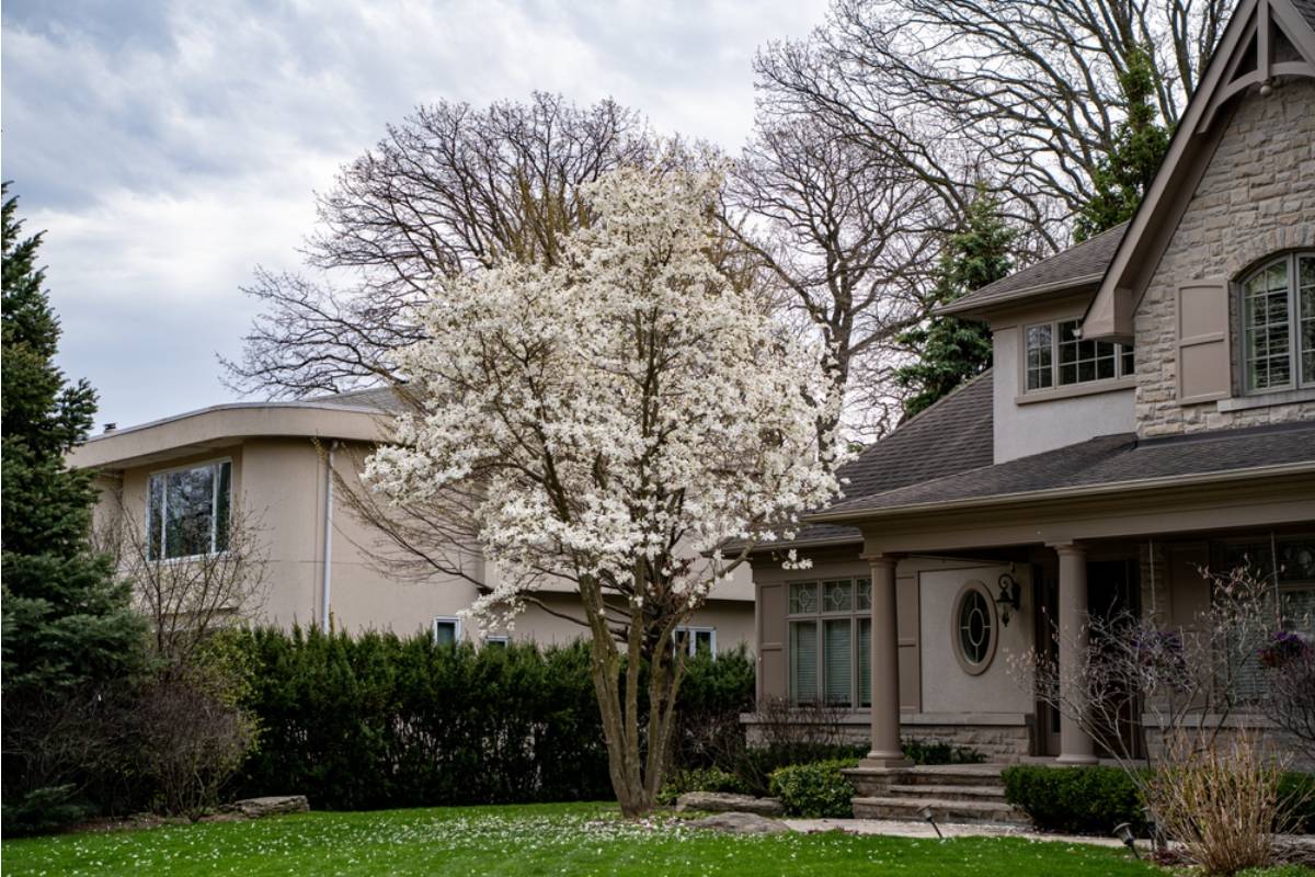 A Man Refused to Sell His House for Twenty Years Because of a Single Tree in the Backyard, Then Finally Explained Why to His Kids