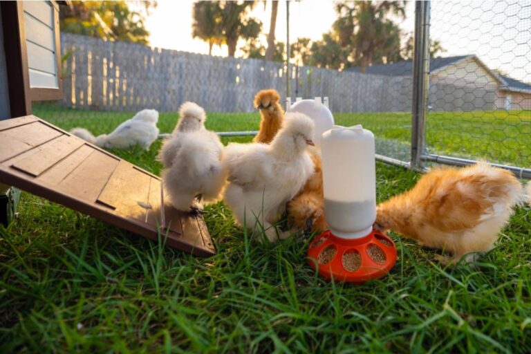 Homeowner Says His New City Neighbors Wanted Him to Turn His Chicken Yard Into a Community Garden, Then Asked If They Could Take His Favorite Hen Home