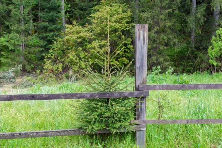 Homeowner Asks How To Stop A Neighbor’s Tree From Growing Through Their Fence, But The Easy Fix Could Create A Much Bigger Problem