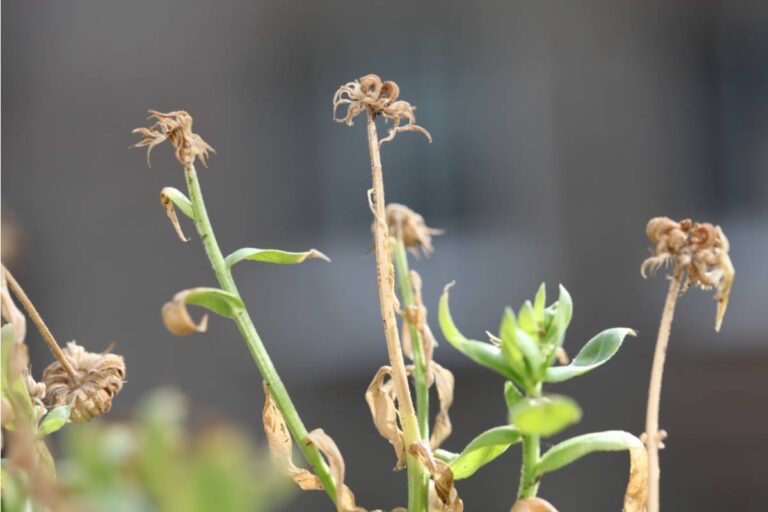 A Widow Spent a Decade Growing the Exact Wildflower Mix From Her Wedding Bouquet, Then a New Neighbor's Lawn Treatment Killed Every Plant in a Single Application