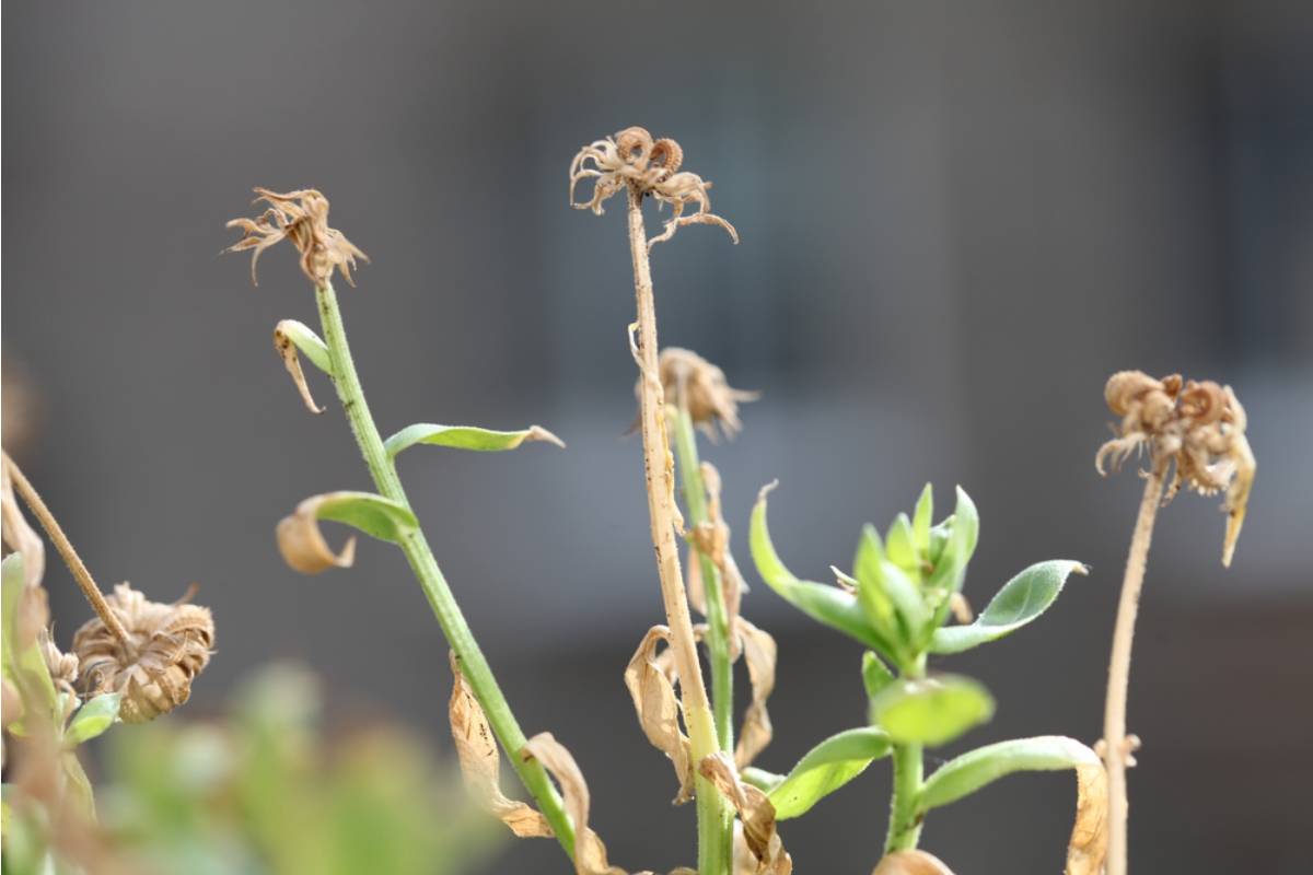 A Widow Spent a Decade Growing the Exact Wildflower Mix From Her Wedding Bouquet, Then a New Neighbor's Lawn Treatment Killed Every Plant in a Single Application