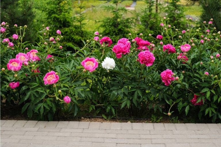 She Never Told Her Neighbors What Really Happened to the Rose Bushes That Vanished Overnight, Until One of Them Finally Asked