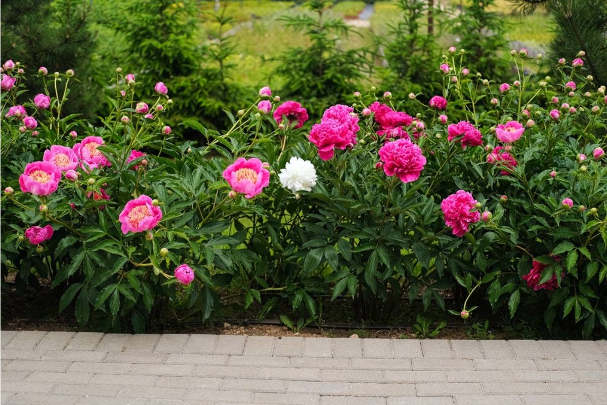 She Never Told Her Neighbors What Really Happened to the Rose Bushes That Vanished Overnight, Until One of Them Finally Asked