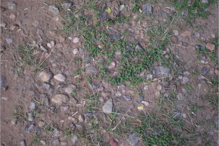 She Kept a Single Unmarked Grave-Sized Patch of Dirt in Her Garden for Thirty Years, Until Her Daughter Finally Asked What Was Supposed to Go There
