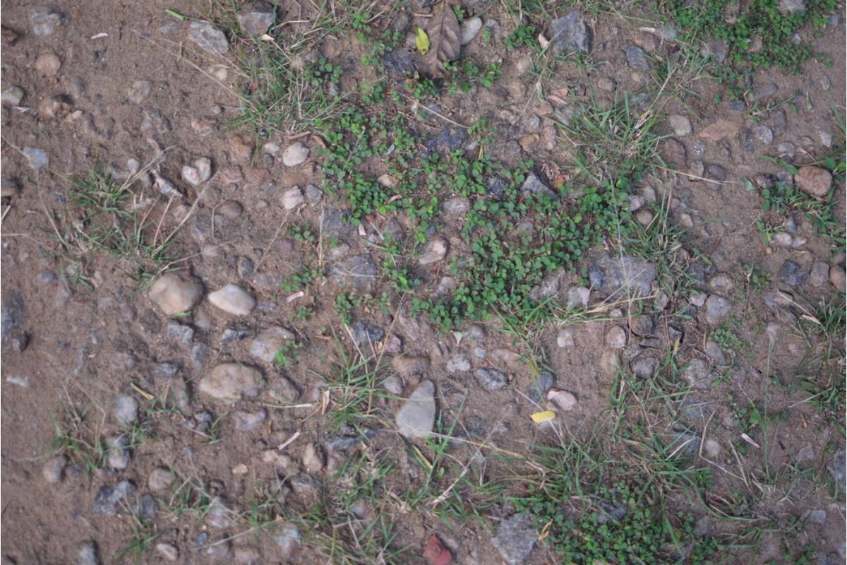 She Kept a Single Unmarked Grave-Sized Patch of Dirt in Her Garden for Thirty Years, Until Her Daughter Finally Asked What Was Supposed to Go There