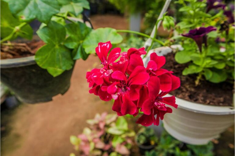 She Picked Out Her Geraniums, Then a Stranger Decided She Wanted Them