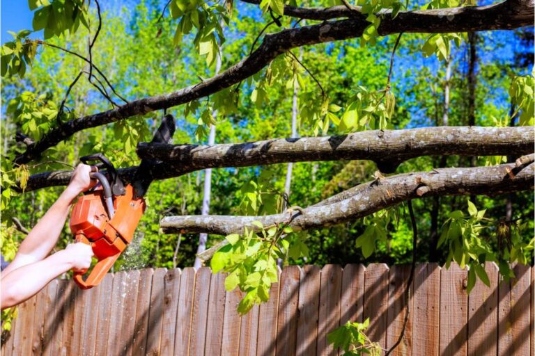 Homeowner Says He Finally Cleared a Hidden Part of His Property, Then Discovered His Neighbor Had Been Cutting Trees for a Better View