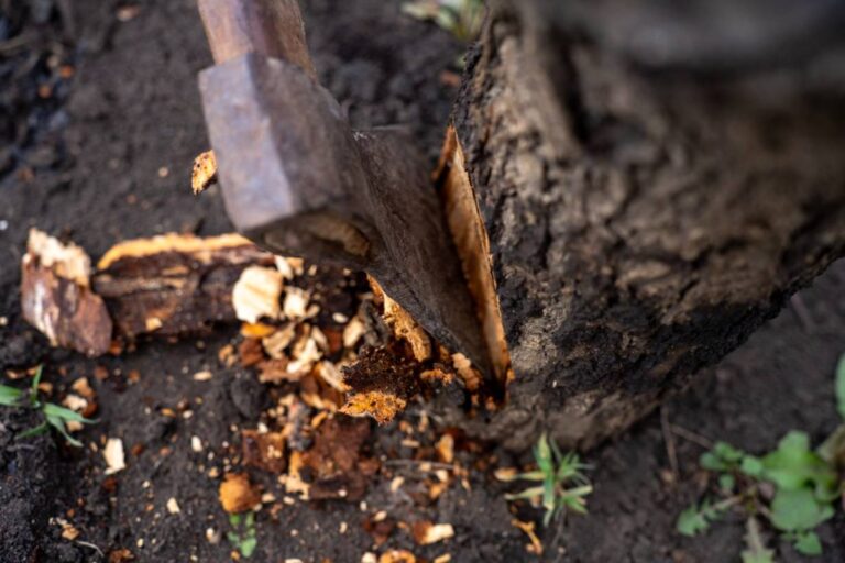 Homeowner Wants to Save a Beloved Tree From HOA Removal, Then Discovers the Association’s Own Rules May Make the Tree Their Responsibility