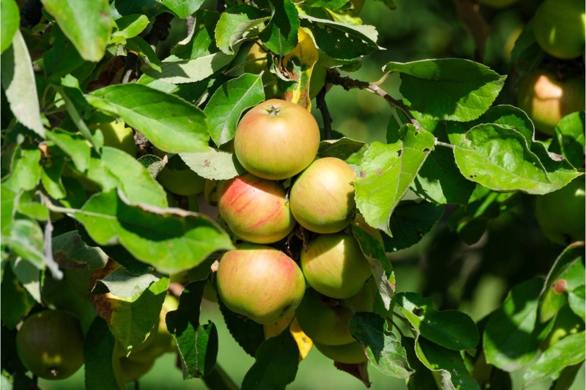 The Fruit Trees Were There Before Either House Was Built, So Neither Neighbor Expected the Property Line Dispute That Followed