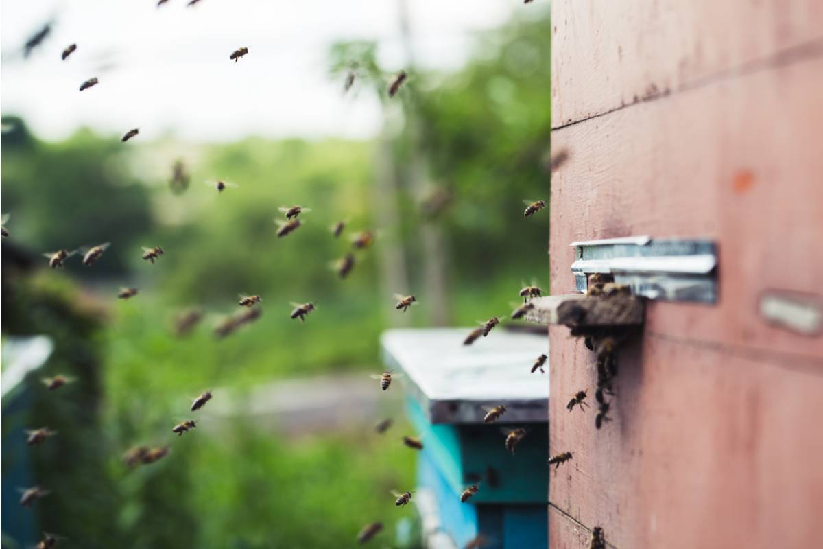 Gardener Says Her Neighbor's New Above-Ground Beehive Sends Bees Straight Into Her Vegetable Garden Every Time She Tries to Harvest