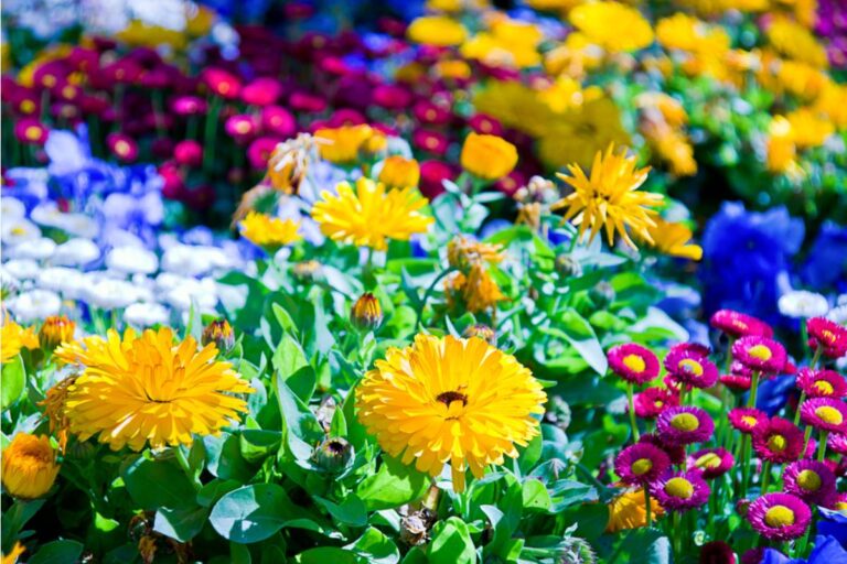 He Never Told His Children Why He Grew an Entire Row of a Flower None of Them Recognized, Until a Letter Arrived Addressed to Someone Who'd Died Decades Ago