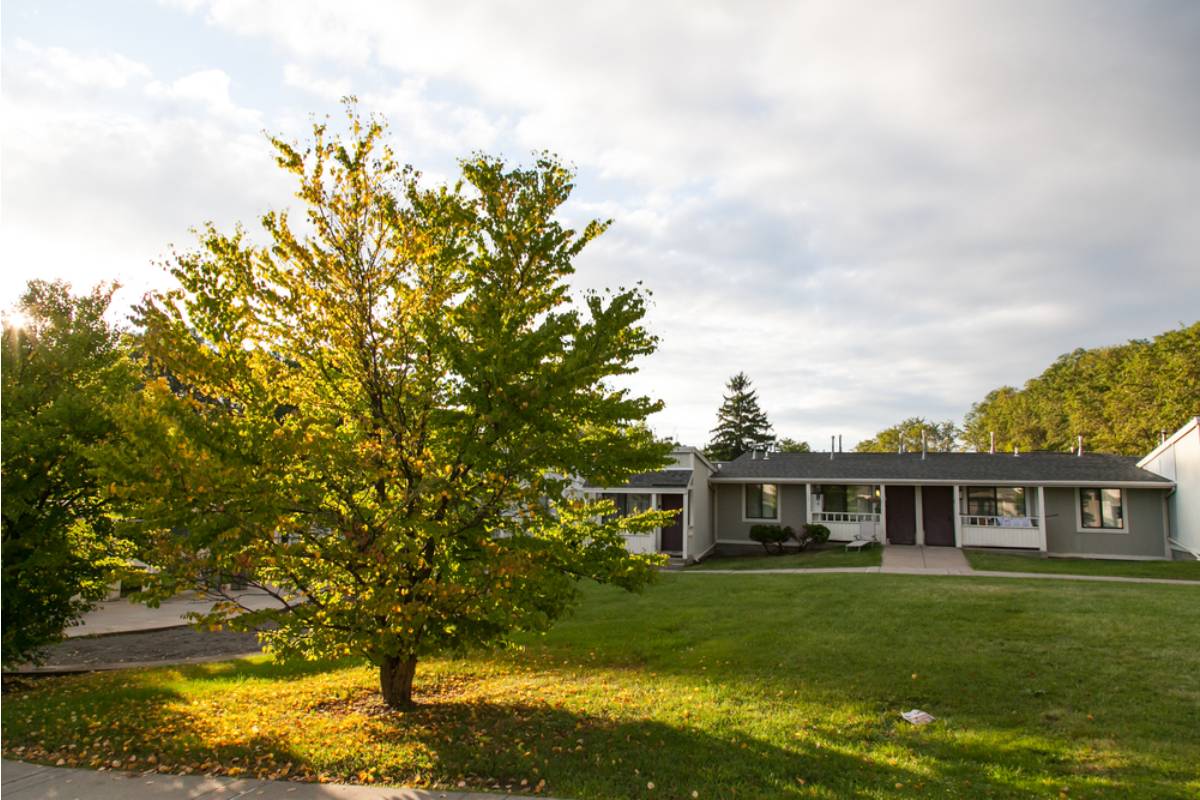 He Spent Forty Years Refusing to Let a Single Leaf Fall From His Prize Maple Without Raking It Personally, Until His Grandchildren Learned Why the Tree Was Planted