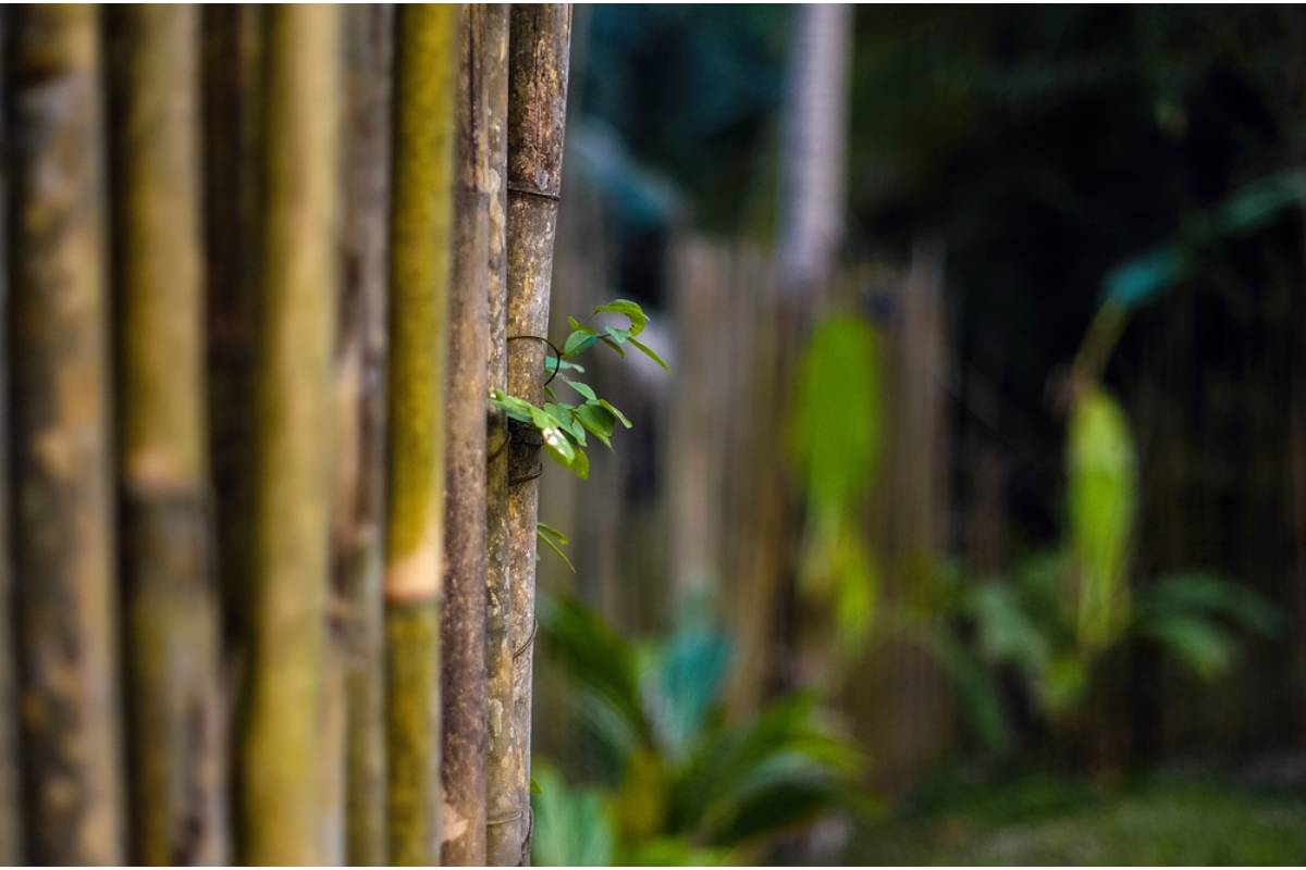 Homeowner Says Her Neighbors Planted Bamboo as a Natural Fence, Then Six Years Later Its Runners Punched Through Her Pool, Driveway, and Walkway