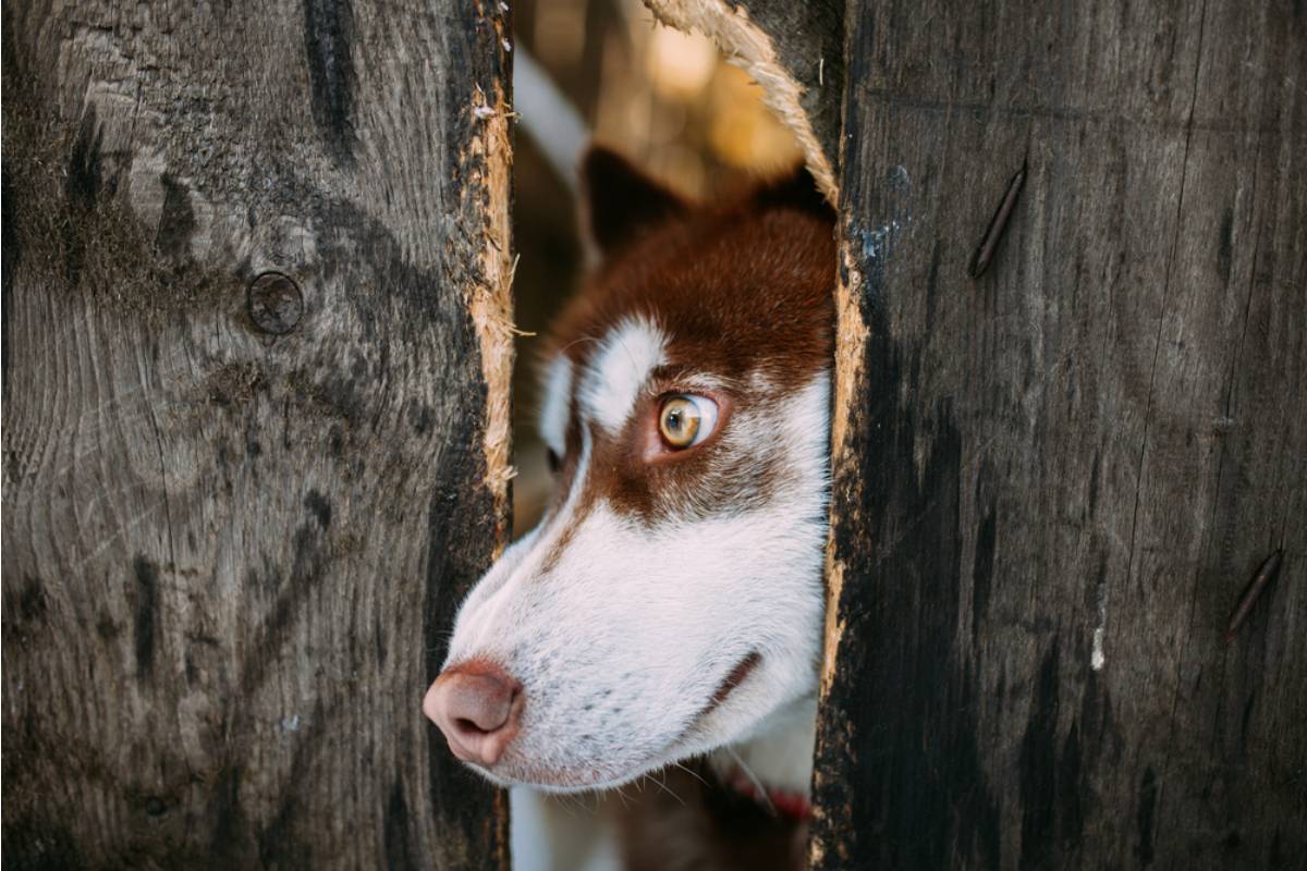 Homeowner Says Her Neighbor's Dogs Kept Attacking the Fence, Then He Removed Two Panels Without Warning and Took Over Her Yard