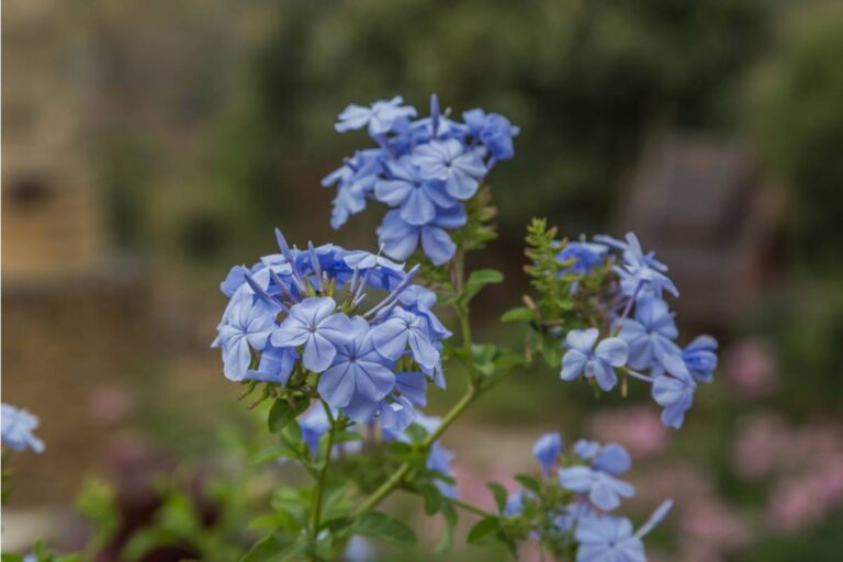 Everyone Thought the Old Woman Two Doors Down Just Liked Wildflowers, Until the City Discovered She'd Been Restoring a Protected Native Species for a Decade