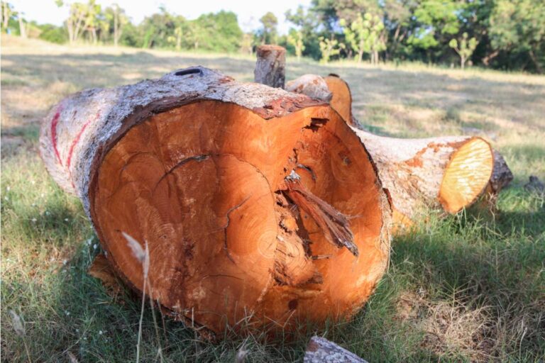 My Neighbor Refused to Pay for His Tree Removal, Then Left the Trunks in My Yard