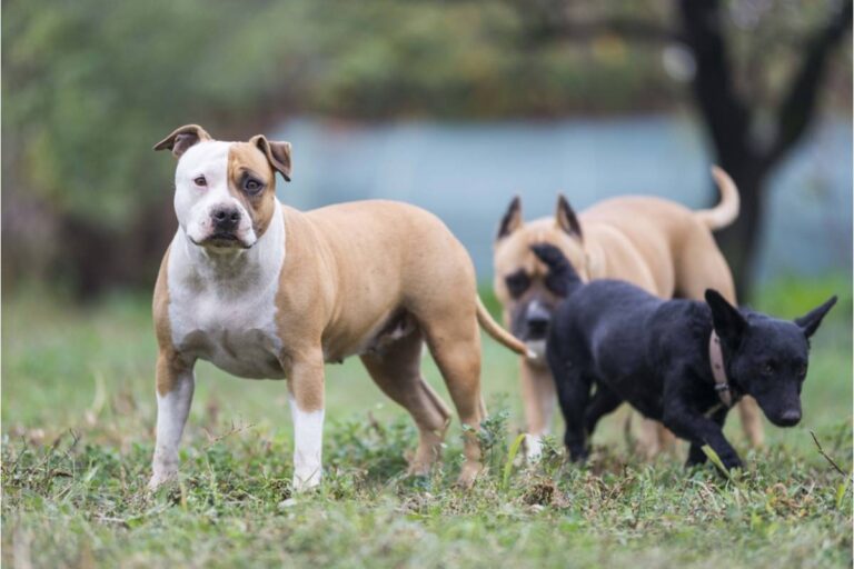 Gardener Says a Neighbor's Home-Based Dog Boarding Business Lets Dogs Dig Through Her Flower Beds During "Bathroom Breaks"