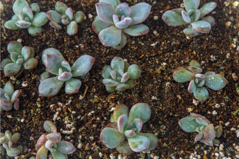 A Botanist Filled His Front Patio With Rare Succulents, Then Came Home to Find Decades of Gardening Work Chopped Apart