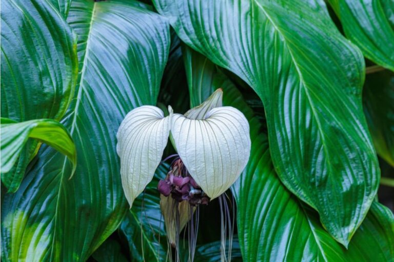 A Botanist Spent Thirteen Years Chasing a Nearly Invisible Flower Through the Rainforest, Then Finally Found One Blooming in the Wild