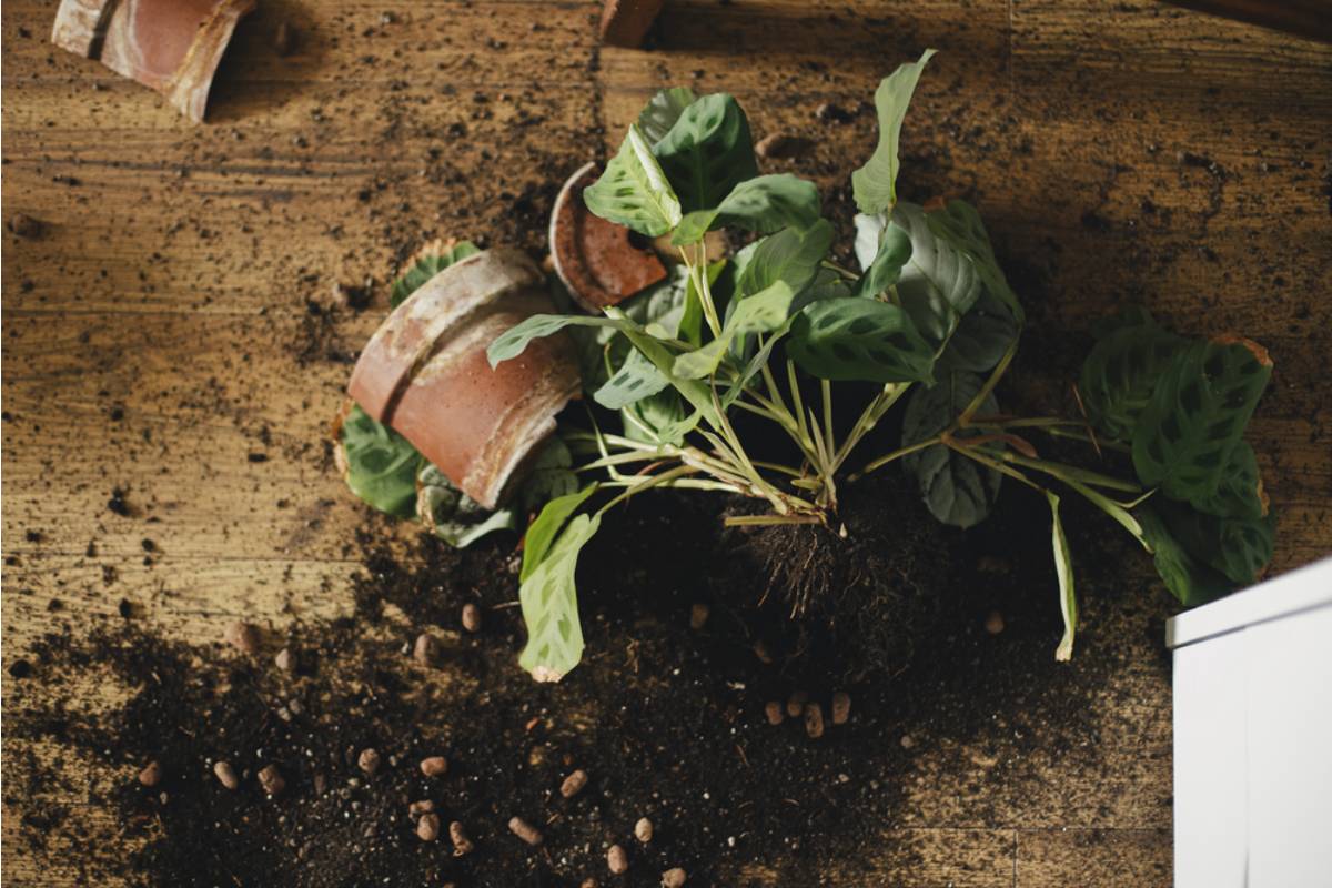 A College Student Came Home to Find His Roommate Had Smashed His Garden Pots After Drinking, Then Realized the One Thing He Couldn’t Replace Wasn’t a Plant