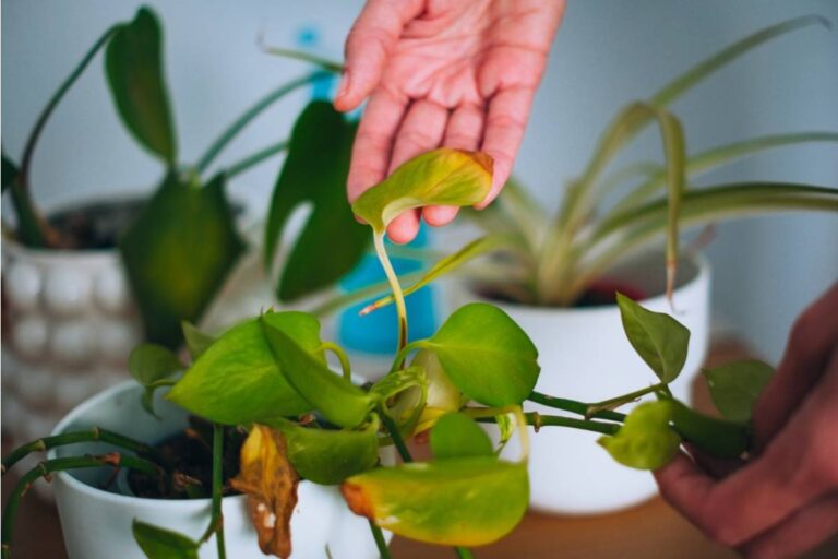 A Daughter Agreed to Water Her Mother's Plants While She Was Away for a Week, Then Came Home to Find Half the Garden Looking Dead and One Tiny Detail Changed the Entire Argument