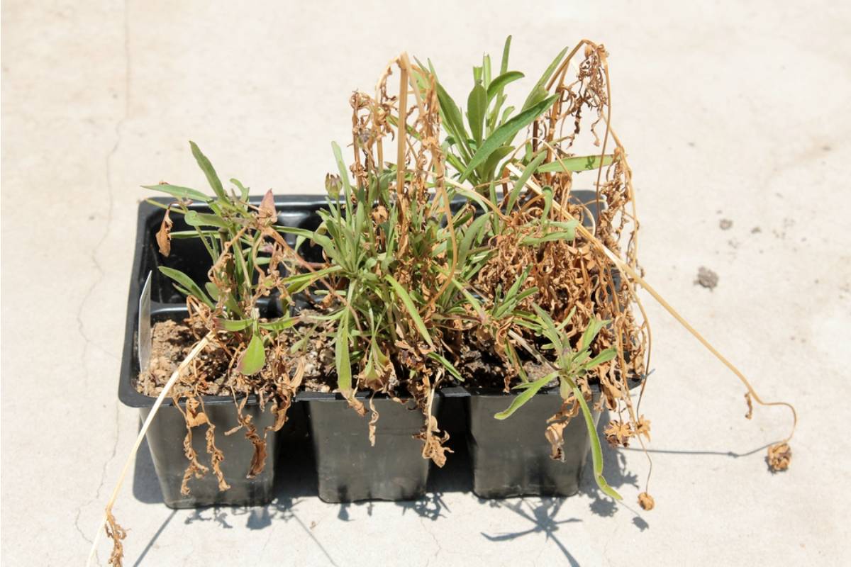 A Gardener Let Every Outdoor Potted Plant Die During a Difficult Summer, Then Discovered Her Soil and Pots Could Become the Beginning of a Comeback