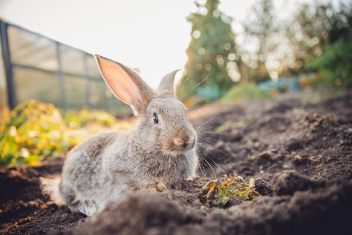 A Gardener Says Something Devoured Her Vegetable Beds From the Roots, Then One Tiny Hole Made Her Question Everything She Thought She Knew