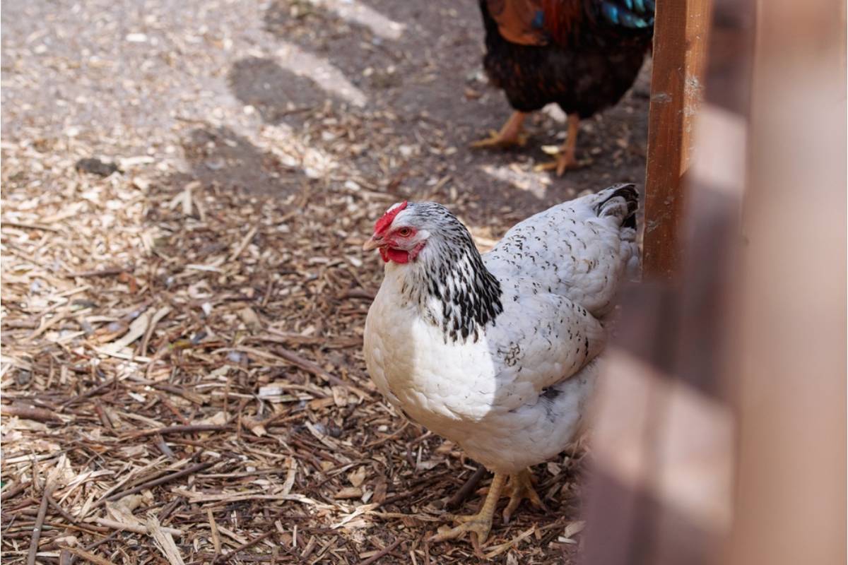 A Gardener Watched Her Neighbor’s Free-Range Chickens Turn Her Spring Garden Into a Buffet, Then Discovered the Boundary Problem Was Bigger Than the Seedlings