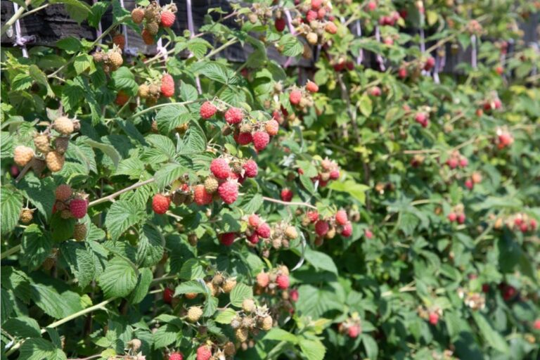 A Gardener Watched Her Neighbor’s Raspberry Jungle Invade Her Plot, Then Realized the “Problem” Was Growing Something She Used to Buy for a Fortune