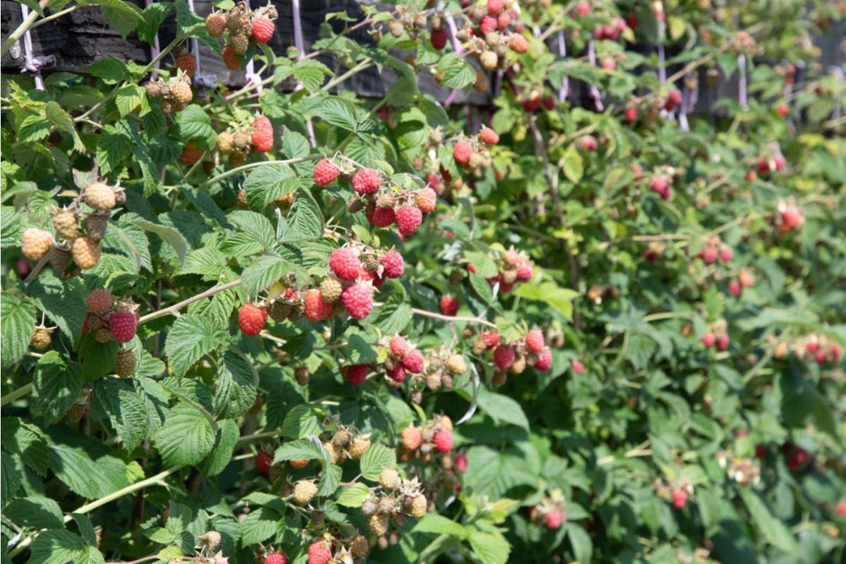 A Gardener Watched Her Neighbor’s Raspberry Jungle Invade Her Plot, Then Realized the “Problem” Was Growing Something She Used to Buy for a Fortune