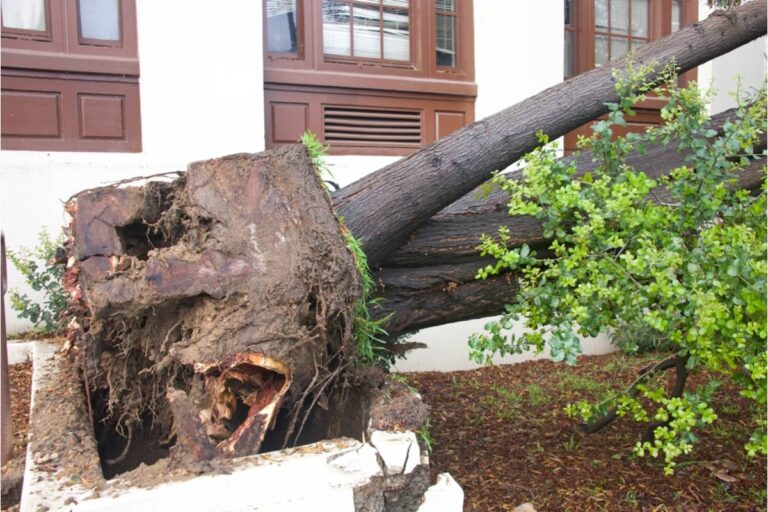 A Gardener Watched His Beloved Cherry Tree Split During a Storm and Flatten His Vegetable Garden, Then Realized the Fallen Wood Could Give the Garden a Second Life