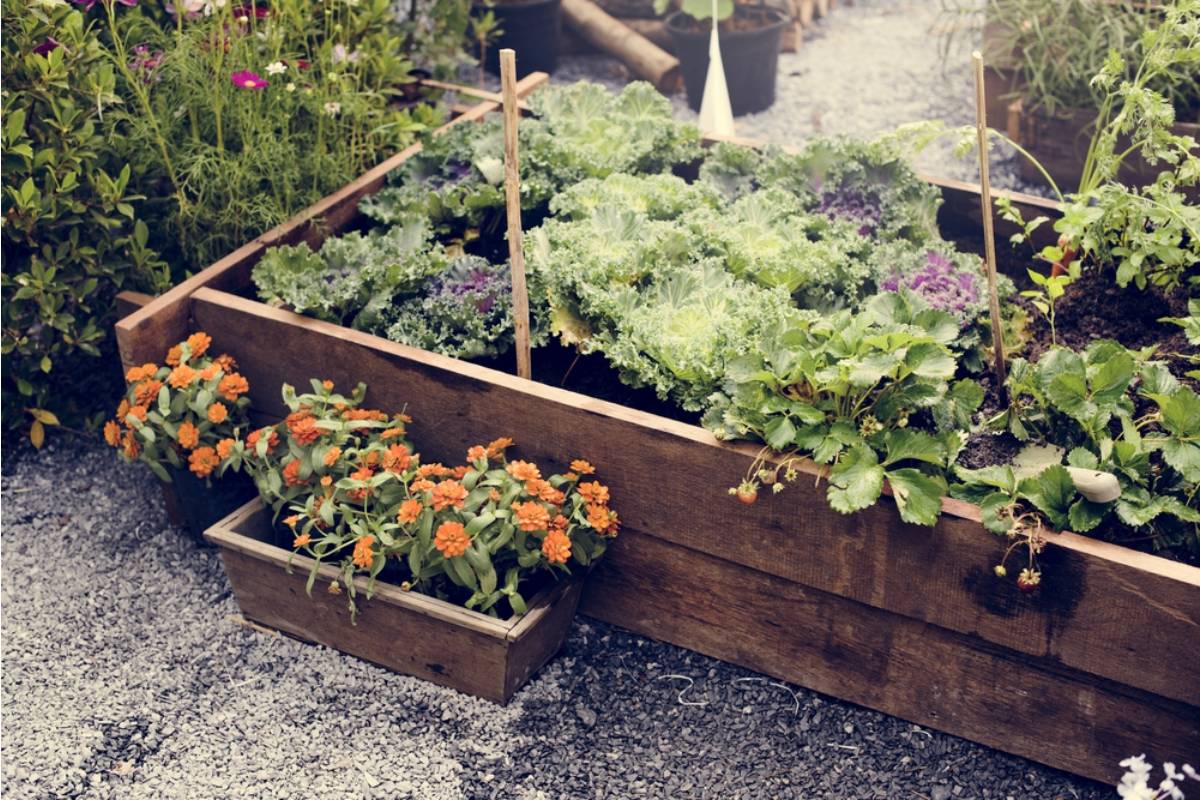 A Georgia Gardener Came Home From a Weekend Trip to Find Her Thriving Vegetable Beds Flattened by Deer, Then Realized the Growing Season Was Not Over Yet