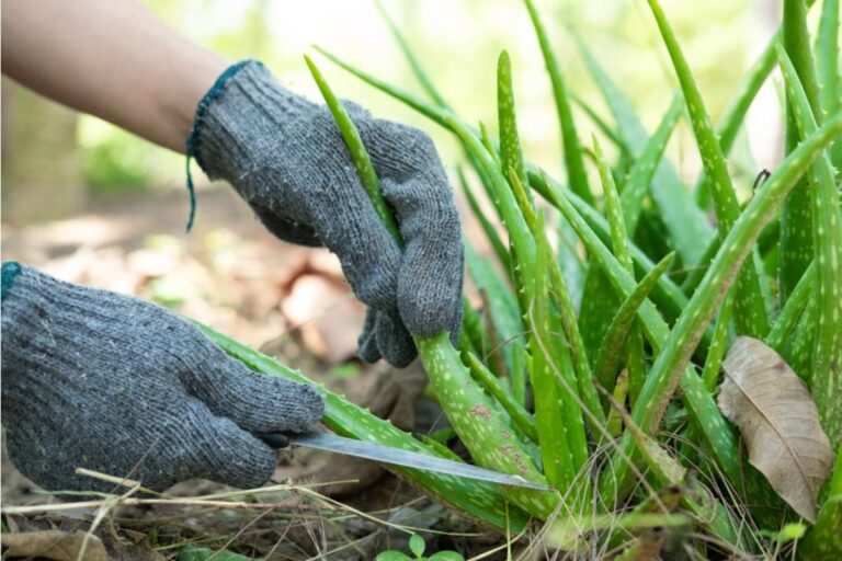 A Grandmother Asked Her Gardeners to Trim One Overgrown Aloe Vera Plant, Then Discovered They Had Nearly Erased Her Entire Garden Bed