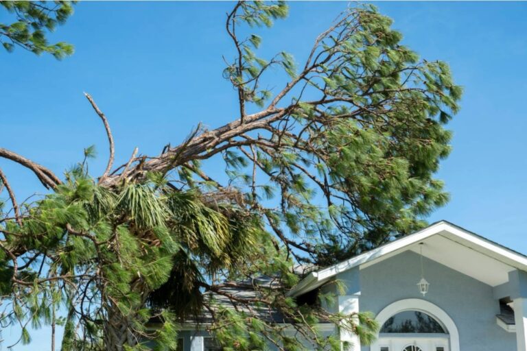 A Homeowner Asked Her Northern California Neighbor to Remove a Tree Touching Her Roof, Then Learned the Branches Were Her Problem to Solve
