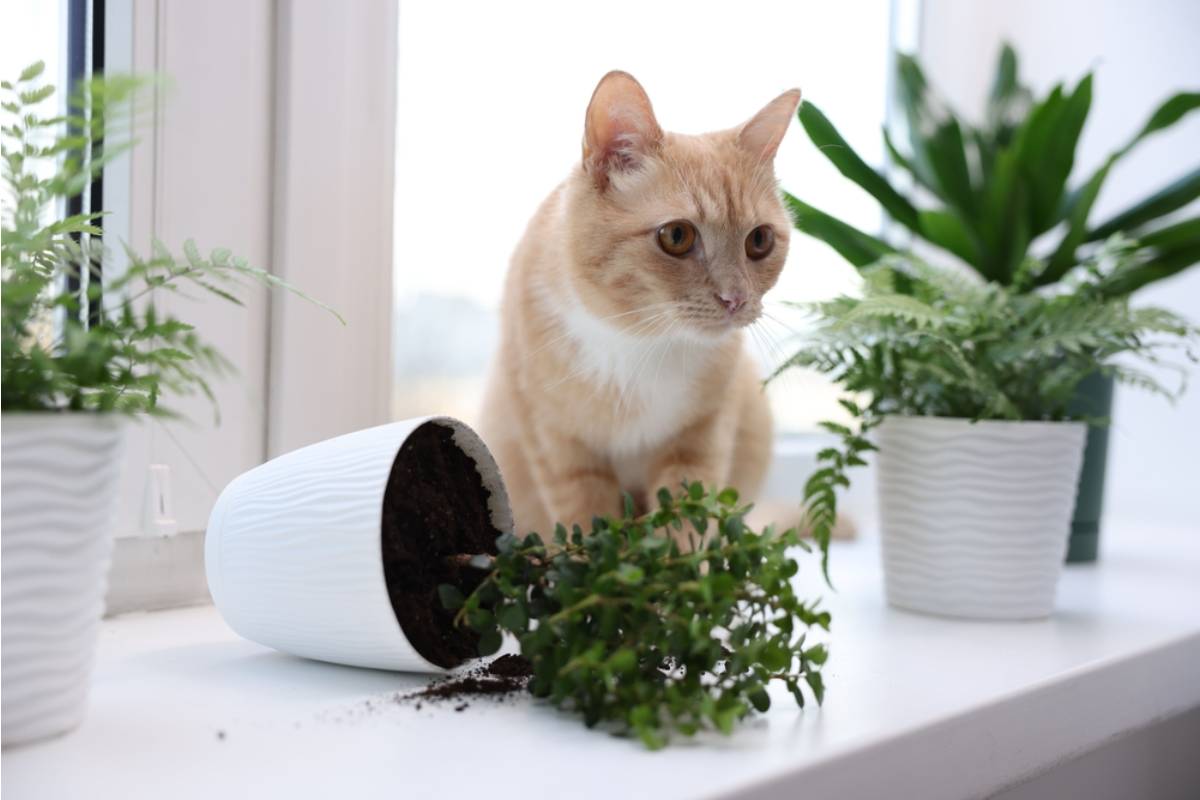A Homeowner Removed Every Plant From Her Living Room to Protect Them From Her Kitten, Then the Tiny Menace Moved on to the Wall Decor