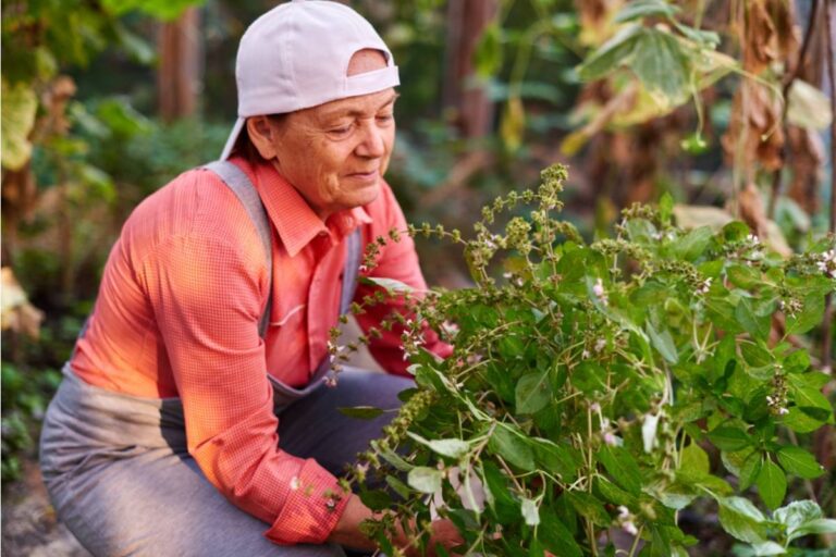 A Homeowner Says Her Mother Came to Cat-Sit for the Weekend, Then Cut Her Beloved Grandmother’s Twenty-Year-Old Plant to a Stump and Took It Home to “Save” It