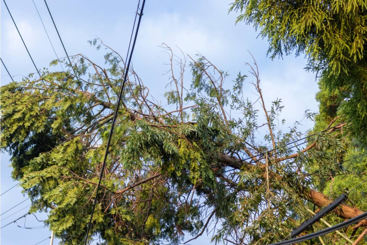 A Homeowner Says a Neighbor’s Tree Sent a Dangerous Branch Through Power Lines, Then the Utility Contractor Handed Him a Waiver That Changed Everything