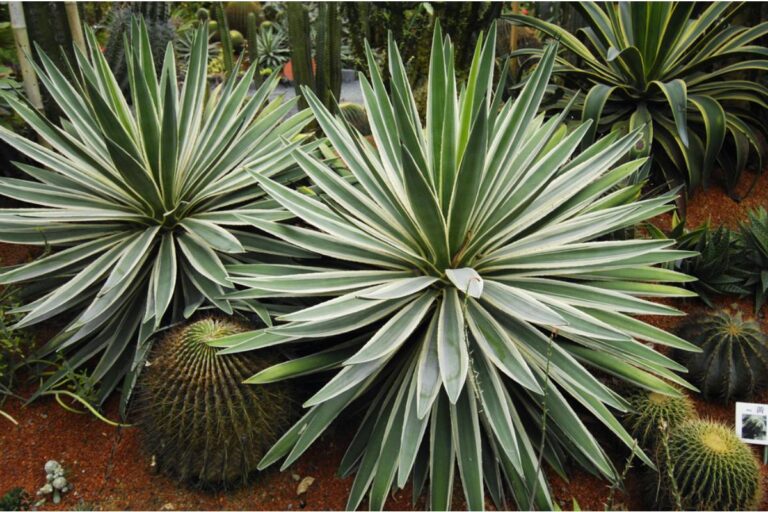 A Homeowner Says the City Came to Mow His Wildlife Garden, Destroyed Years of Carefully Grown Yuccas, Then Sent Him the Bill